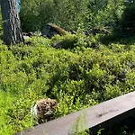Villa Ihana Talo - Lovely House With Sauna In